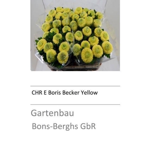 CHR E YELLOW BORIS B