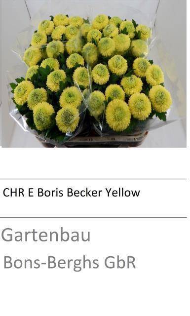 <h4>CHR E YELLOW BORIS B</h4>