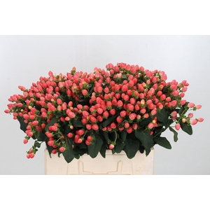 Hyp Mag Roy Princess