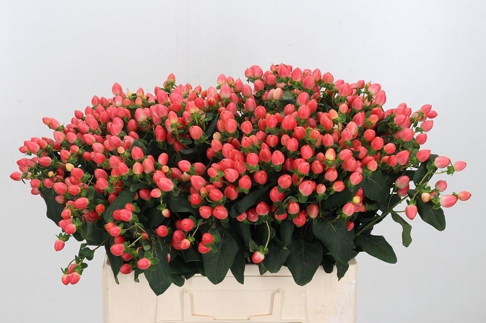 Hyp Mag Royal Princess