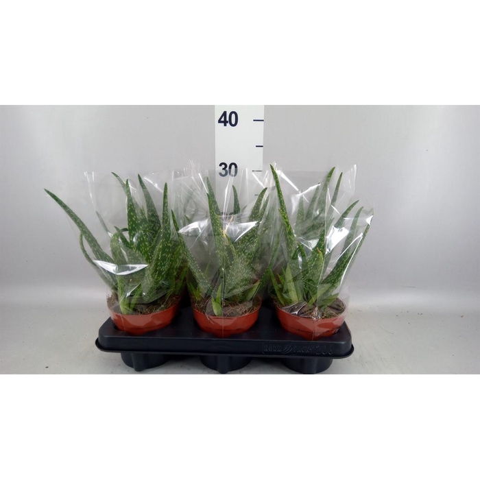 <h4>Aloe vera</h4>