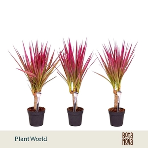 Dracaena Bicolor