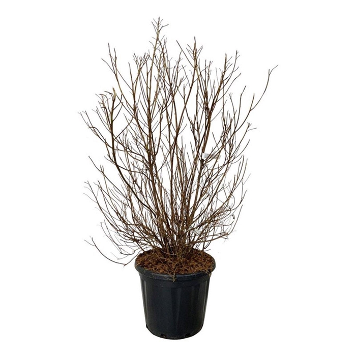 <h4>Clethra barbinervis</h4>