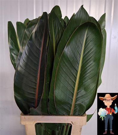 <h4>Strelitziablad</h4>