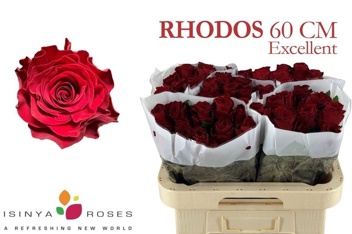 <h4>R GR RHODOS</h4>