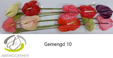 <h4>Anth A Mix 15 cm X10 Spek Flowers</h4>