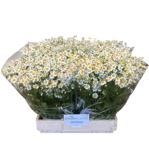 Tana Pa Cameron 800 GR,(NL),(5)