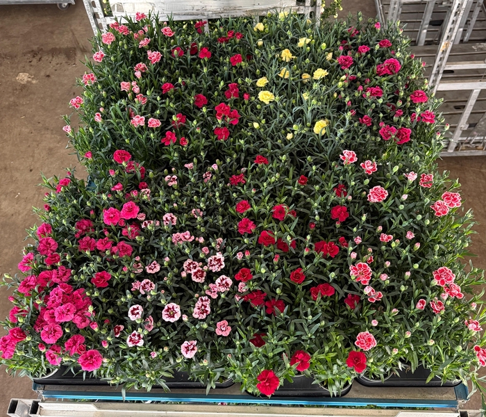 <h4>DIAN MIXKAR 7 KLEUR</h4>