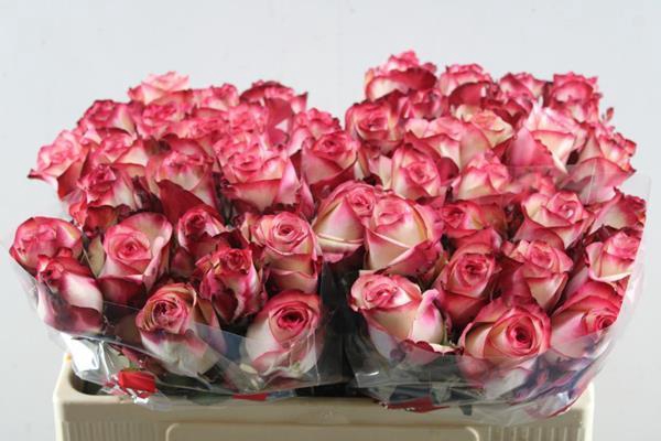 <h4>R Gr Paloma L50</h4>