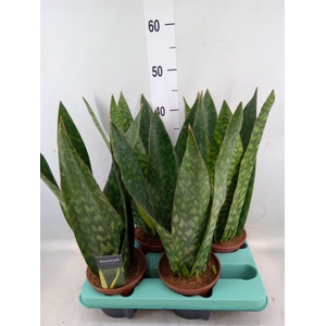 Sansevieria   ...