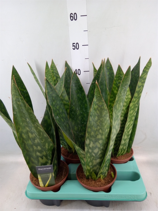 <h4>Sansevieria   ...</h4>