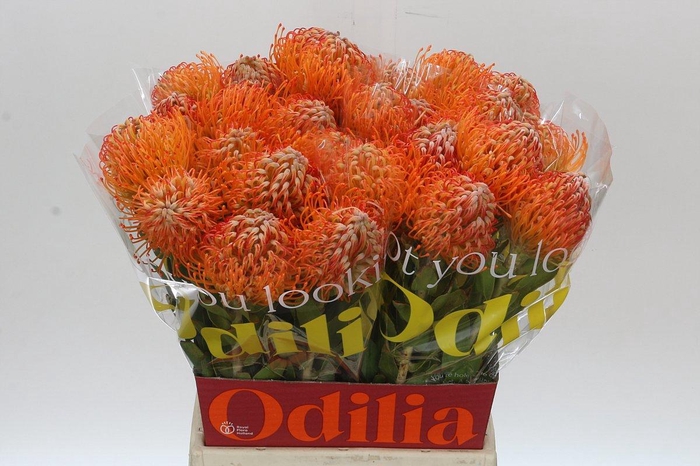 <h4>LEUCO JELENA</h4>