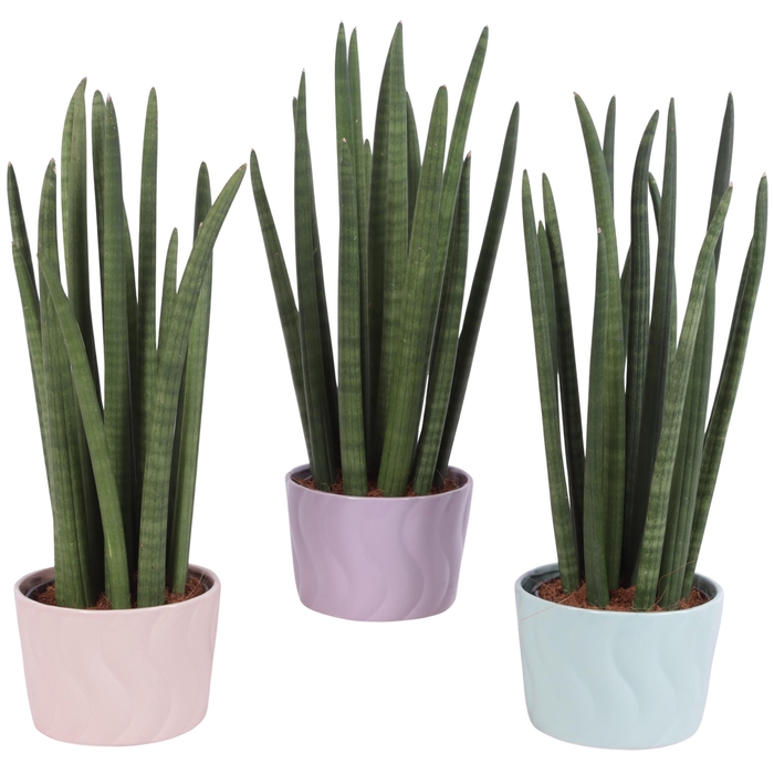 <h4>Sansevieria Cylin, Straight 14 Leaf Ø15cm in Ø17cm Ceramic SE662</h4>