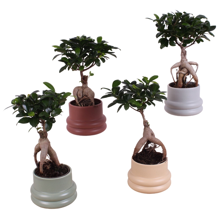 <h4>Ficus Mi Ginseng Keramiek</h4>