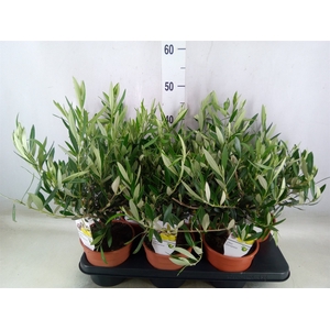 Olea europaea
