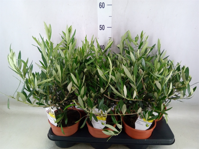 <h4>Olea europaea</h4>