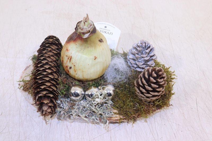 <h4>ARR HIPPEASTRUM</h4>