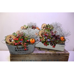 arr8 Arr Tuinplanten In Zinken Bak