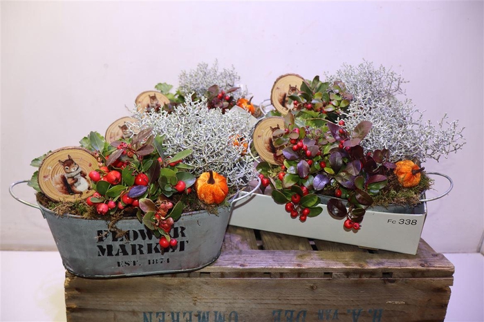 <h4>arr8 Arr Tuinplanten In Zinken Bak</h4>