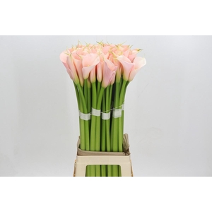 Zantedeschia Eydolls Salmon