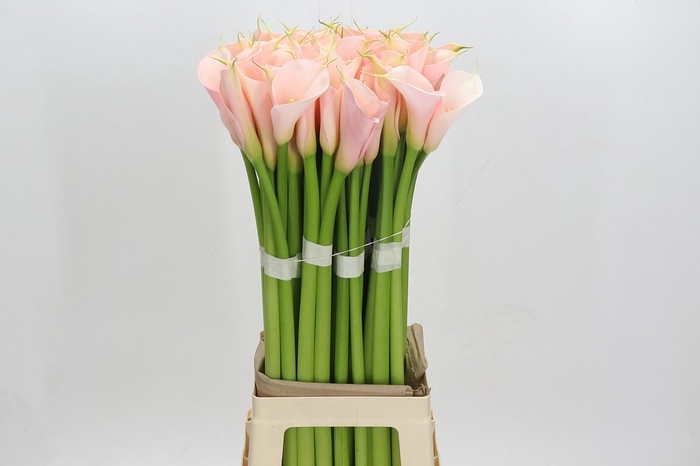 <h4>Zantedeschia Eydolls Salmon</h4>