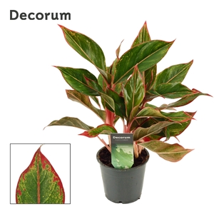 Aglaonema Crete 12 cm (Decorum)