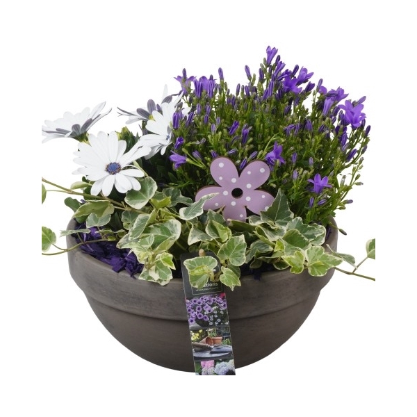 <h4>PTPP2552 Arrangement Patio Plants in terracotta schaal</h4>