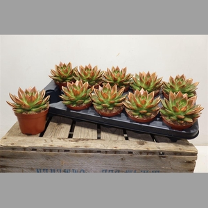 Echev Miranda Paint Copper Tip