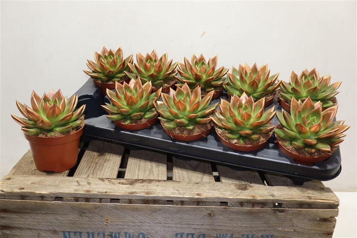 <h4>Echev Miranda Paint Copper Tip</h4>