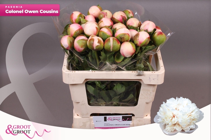 <h4>Paeonia Col Owen Cousin | XXL</h4>