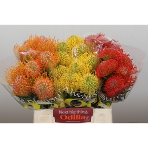 Nutans Mix 3 kleur