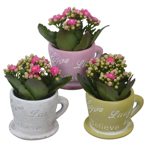 Arr.    Planten  L%