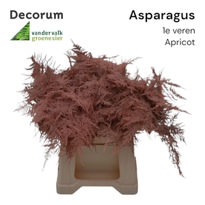 ASP 1e veren Apricot 45cm 566