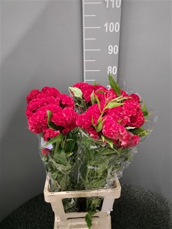 <h4>Celosia Cr Rood</h4>