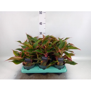 Aglaonema KB 'Crete'