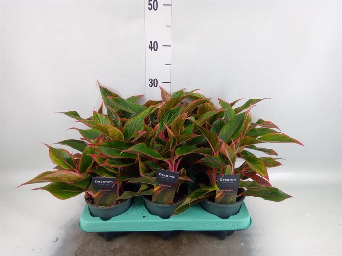 <h4>Aglaonema KB 'Crete'</h4>
