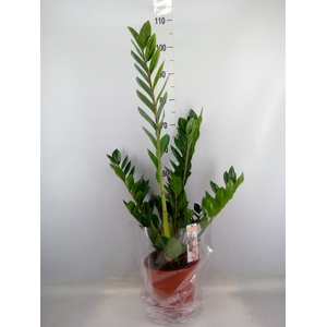 Zamioculcas zamiifolia