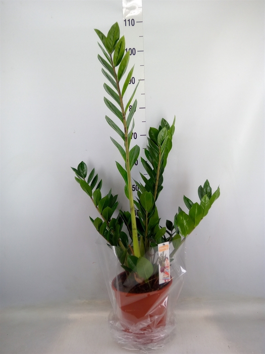 <h4>Zamioculcas zamiifolia</h4>