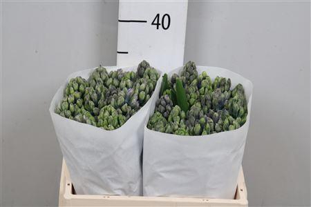 <h4>Hyac Golf D Gascogne</h4>