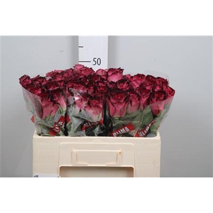 R Gr Scarlet Ruby