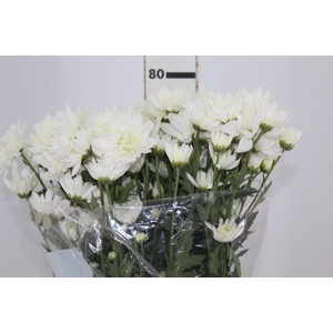 CRISANTEMO ZEMBLA 070 CM