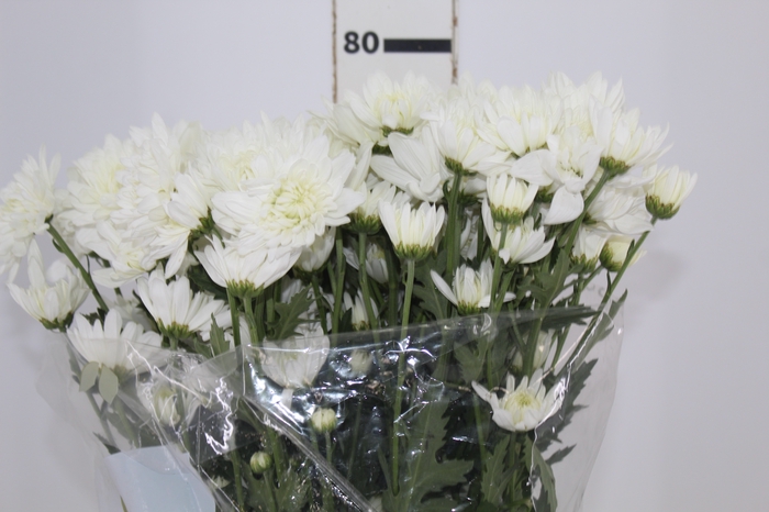 <h4>CRISANTEMO ZEMBLA 070 CM</h4>