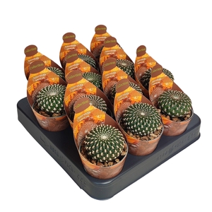 CACTUS OV