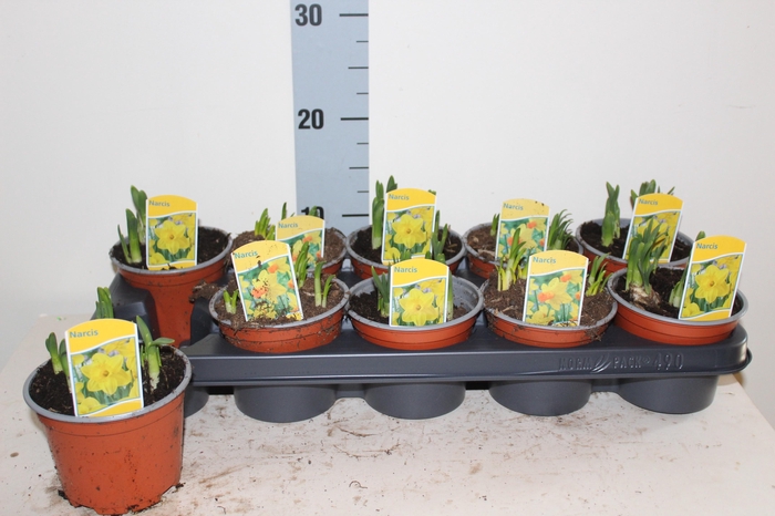 <h4>NARC GEM 2 SRT</h4>