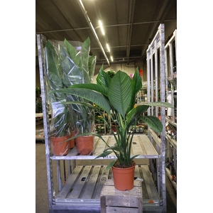 arr8 Spath Sensation