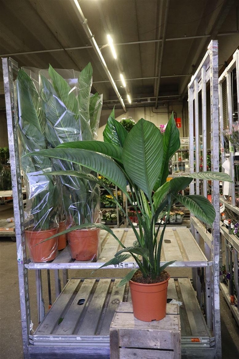 <h4>arr8 Spath Sensation</h4>