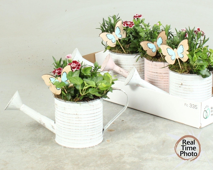 <h4>ARR TUINPLANTEN</h4>