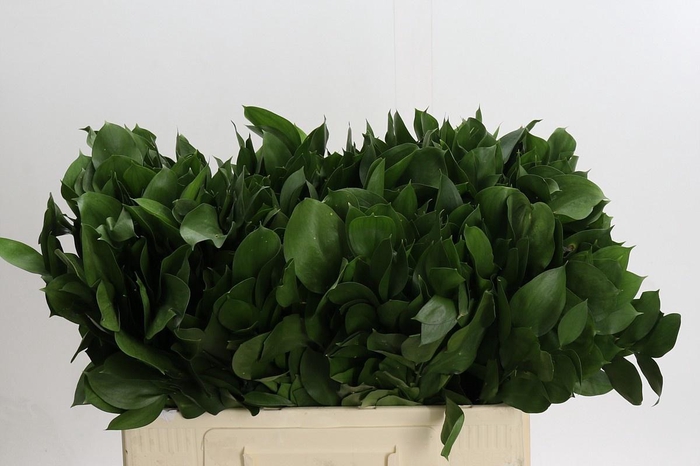 <h4>RUSCUS HYPOPHYLLUM</h4>