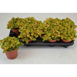 Fittonia  'Mosaic Skeleton'