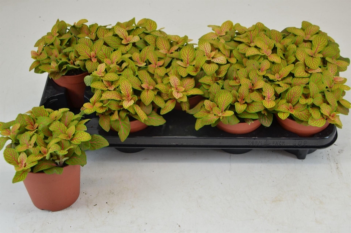 <h4>Fittonia 'Mosaic Skeleton'</h4>